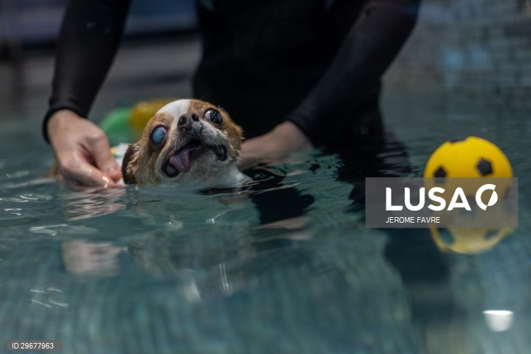 A instalação de cuidados para animais de estimação de Hong Kong