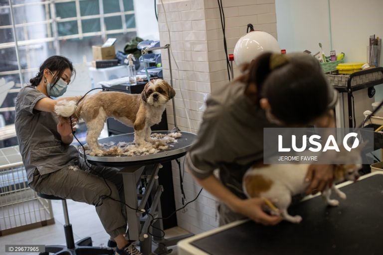 A instalação de cuidados para animais de estimação de Hong Kong