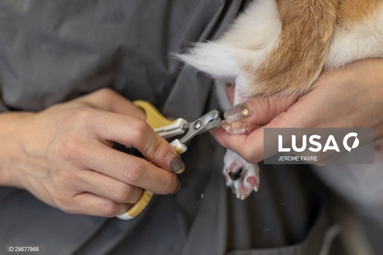 A instalação de cuidados para animais de estimação de Hong Kong