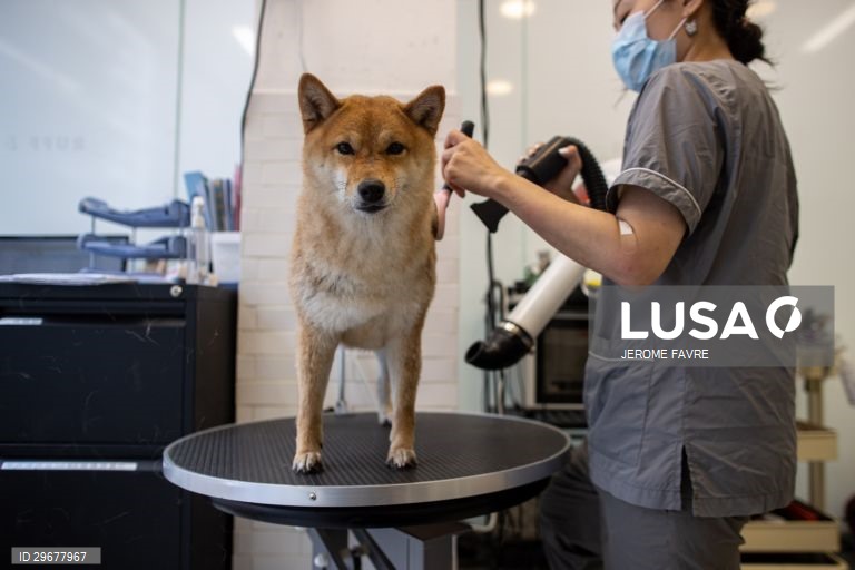 A instalação de cuidados para animais de estimação de Hong Kong