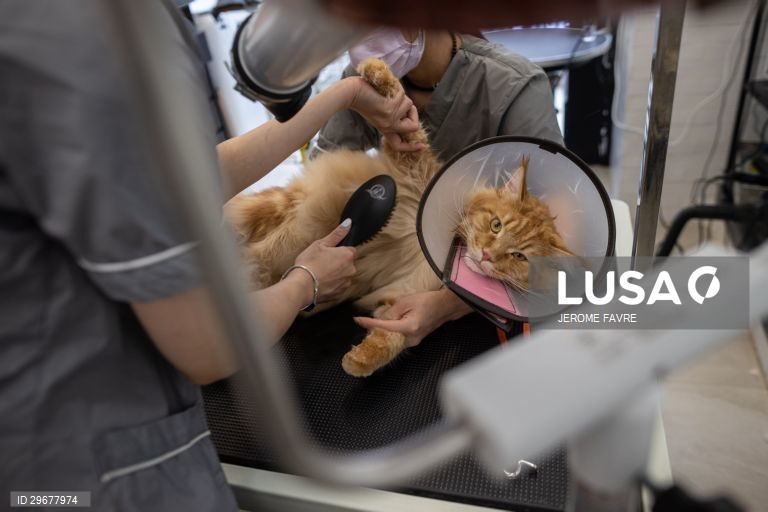 A instalação de cuidados para animais de estimação de Hong Kong