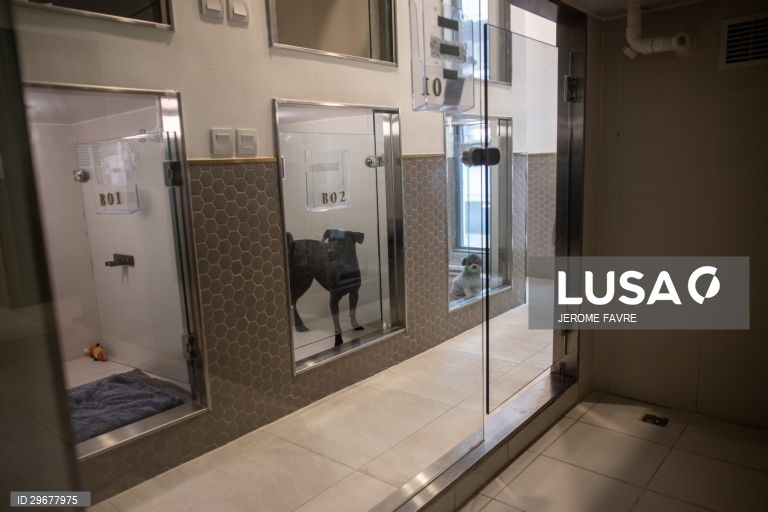 A instalação de cuidados para animais de estimação de Hong Kong