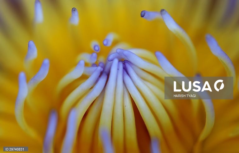 Closeup de um flôr "Pink Lotus" na India.