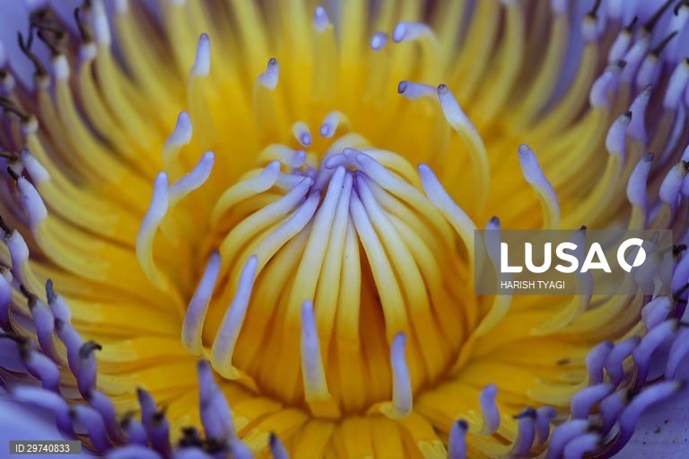 Closeup de um flôr "Pink Lotus" na India.