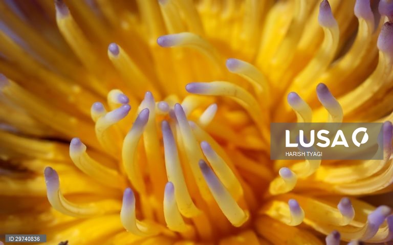 Closeup de um flôr "Pink Lotus" na India.