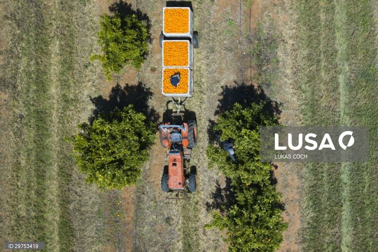 Austrália: Colheita de laranjas no estado de Nova Gales do Sul