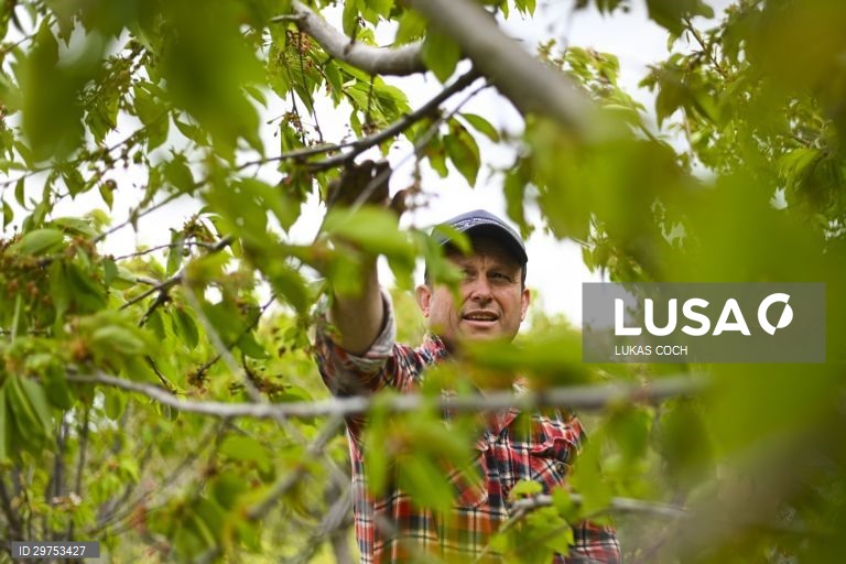 Austrália: Colheita de laranjas no estado de Nova Gales do Sul