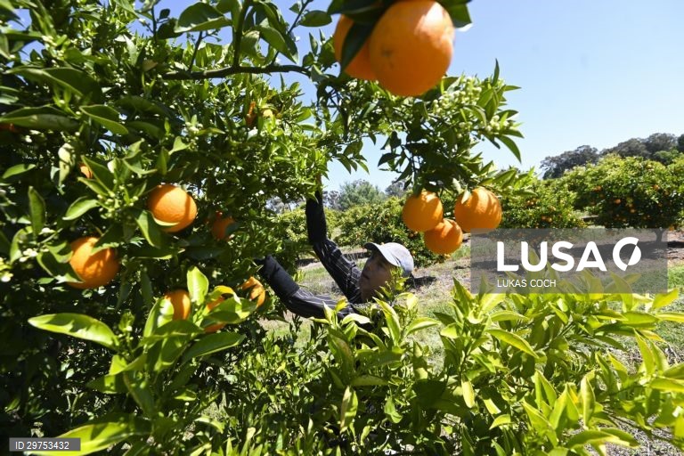 Austrália: Colheita de laranjas no estado de Nova Gales do Sul