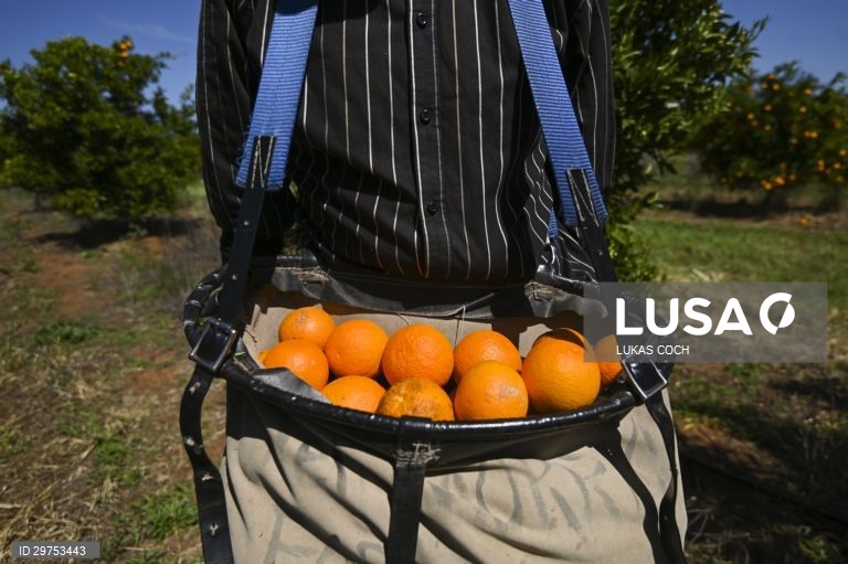 Austrália: Colheita de laranjas no estado de Nova Gales do Sul