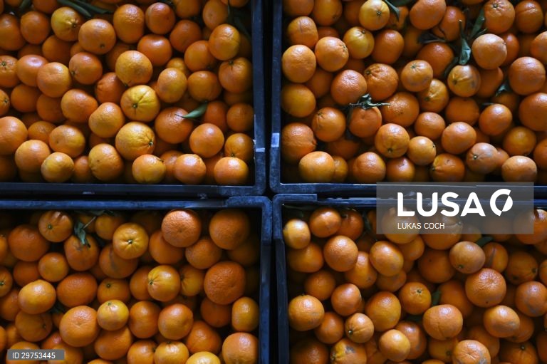 Austrália: Colheita de laranjas no estado de Nova Gales do Sul