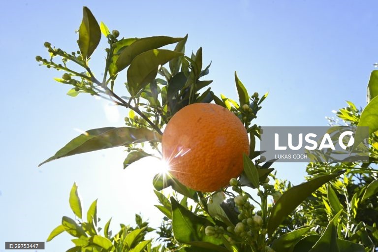 Austrália: Colheita de laranjas no estado de Nova Gales do Sul