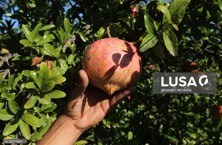 Tunísia: Colheita de romãs