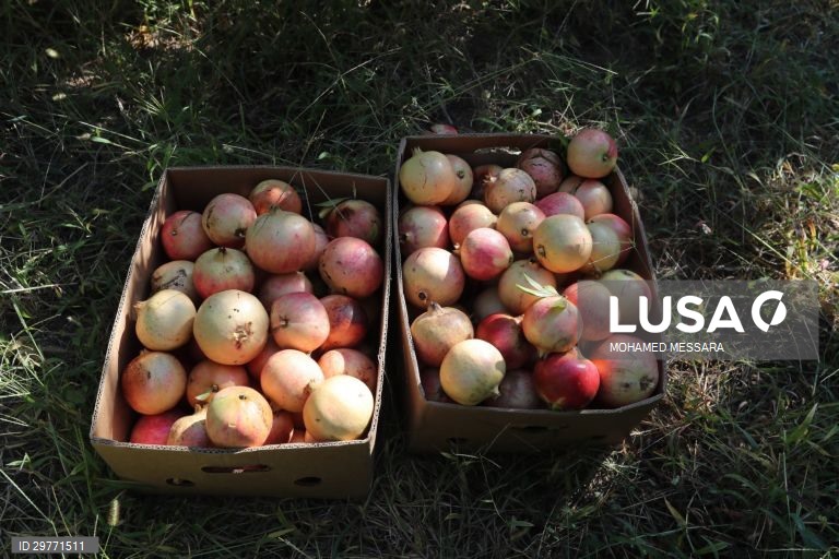 Tunísia: Colheita de romãs