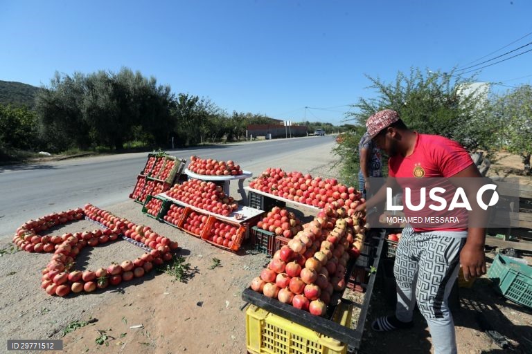 Tunísia: Colheita de romãs