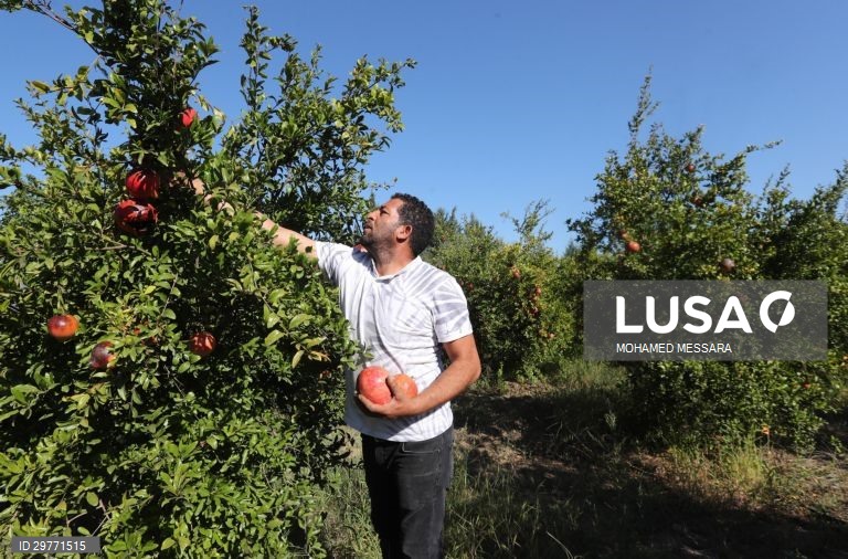 Tunísia: Colheita de romãs