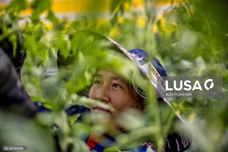 China: Agricultura em Zhenjiang