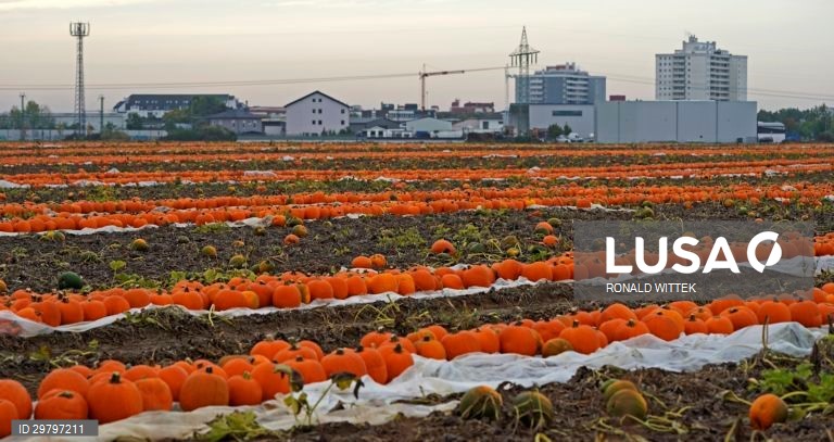 Colheita de abóboras em Mutterstadt