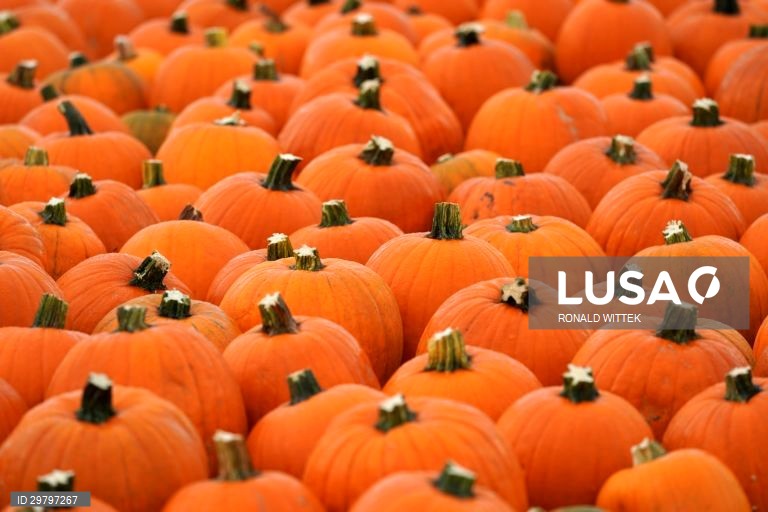 Colheita de abóboras em Mutterstadt