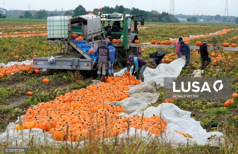Colheita de abóboras em Mutterstadt