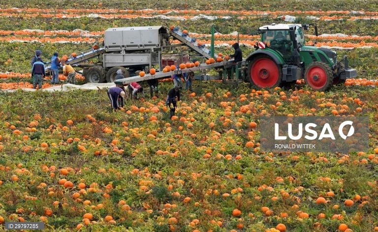 Colheita de abóboras em Mutterstadt