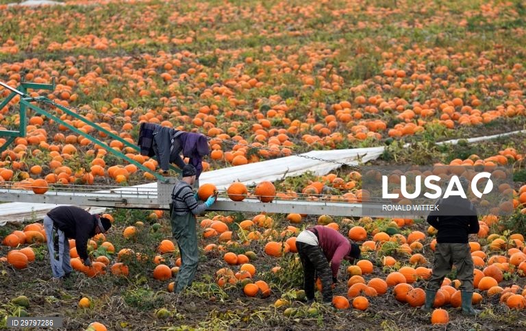 Colheita de abóboras em Mutterstadt