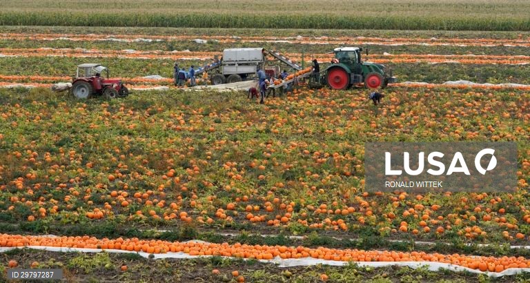 Colheita de abóboras em Mutterstadt