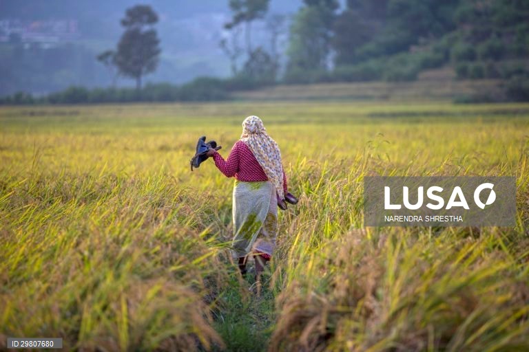 Colheita de arroz em Lalipur