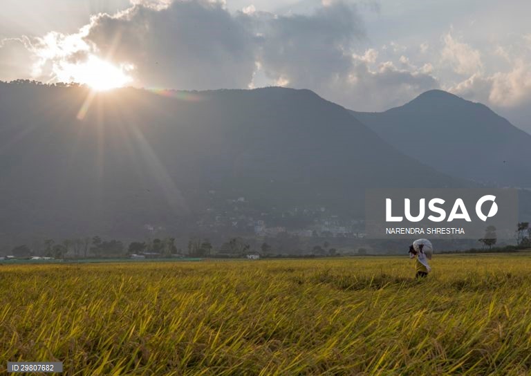 Colheita de arroz em Lalipur