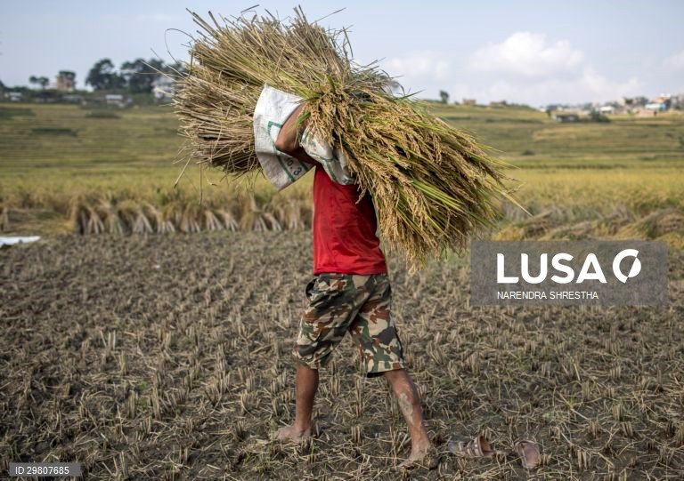 Colheita de arroz em Lalipur