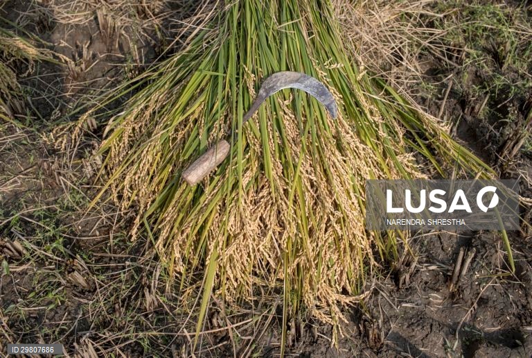 Colheita de arroz em Lalipur
