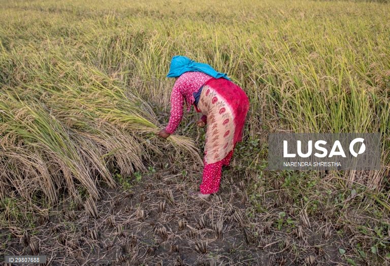 Colheita de arroz em Lalipur