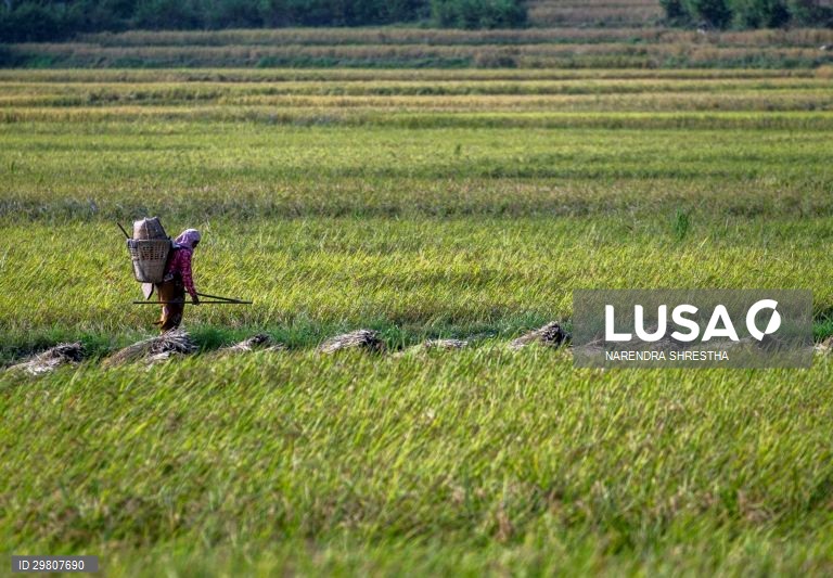 Colheita de arroz em Lalipur