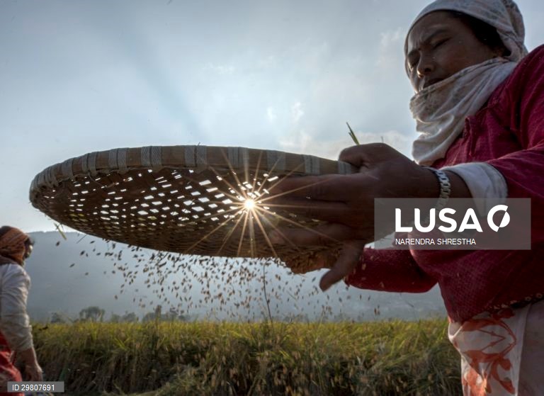 Colheita de arroz em Lalipur