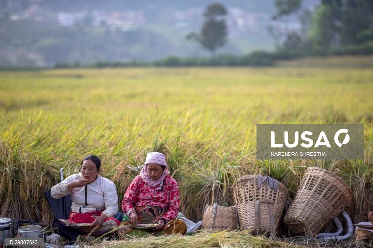 Colheita de arroz em Lalipur