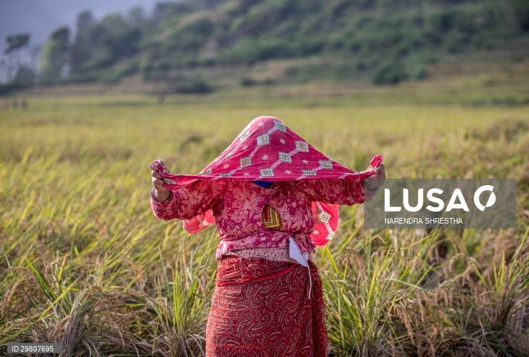 Colheita de arroz em Lalipur