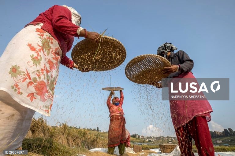 Colheita de arroz em Lalipur