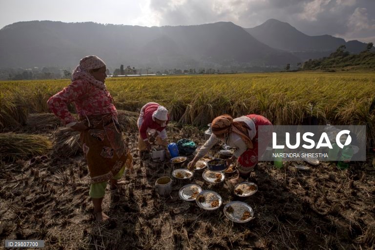 Colheita de arroz em Lalipur