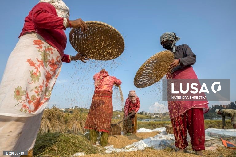 Colheita de arroz em Lalipur