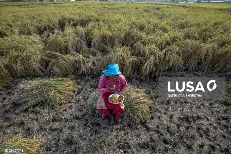 Colheita de arroz em Lalipur