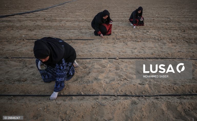 Estudantes universitários plantam ervilhas em Gaza