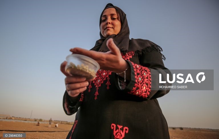 Estudantes universitários plantam ervilhas em Gaza