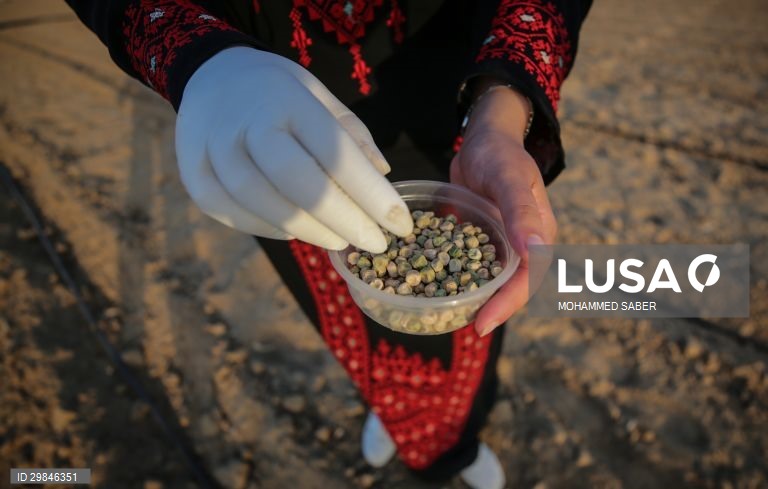 Estudantes universitários plantam ervilhas em Gaza