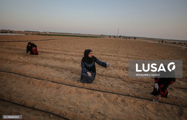 Estudantes universitários plantam ervilhas em Gaza