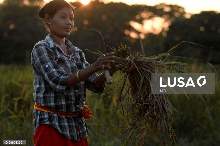 Índia: Colheita de arroz em Assam
