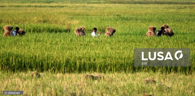 Índia: Colheita de arroz em Assam