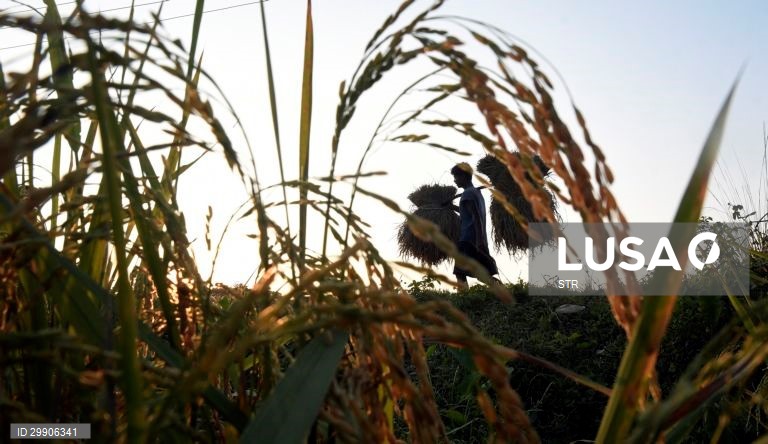 Índia: Colheita de arroz em Assam