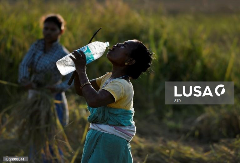 Índia: Colheita de arroz em Assam