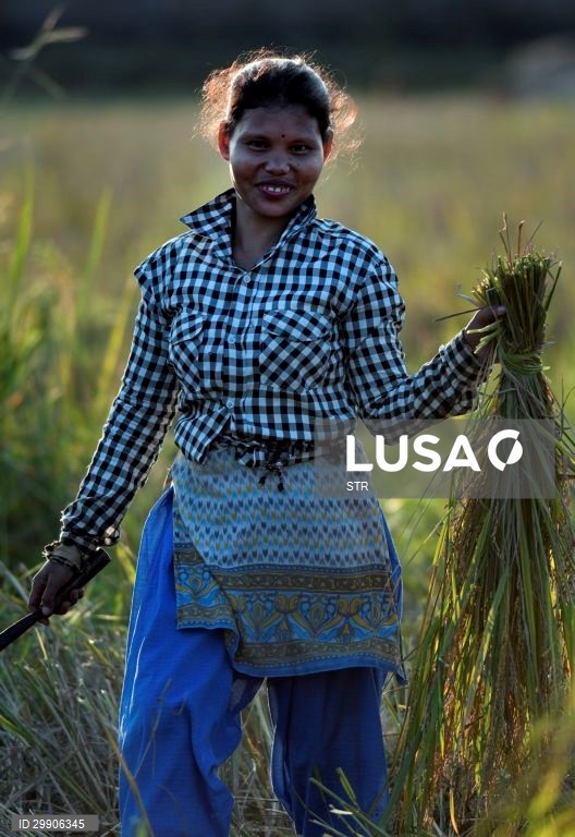 Índia: Colheita de arroz em Assam