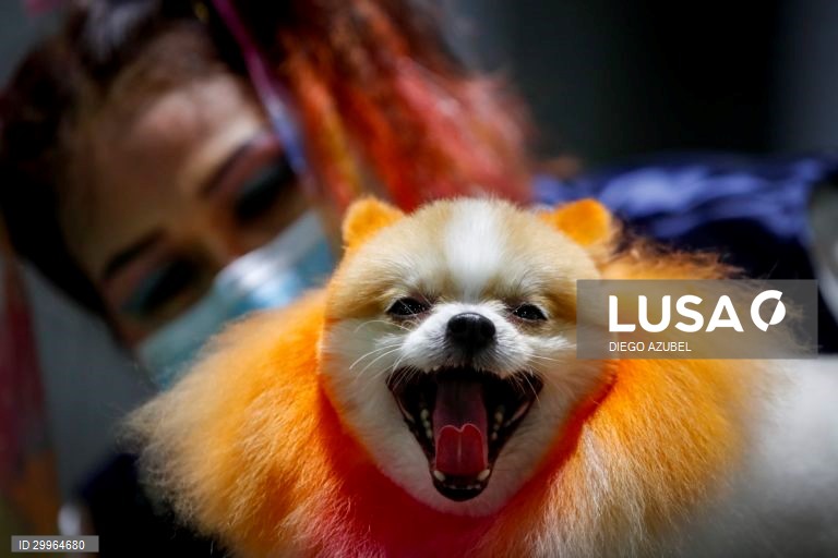 Exposição Canina Internacional da Tailândia em Banguecoque