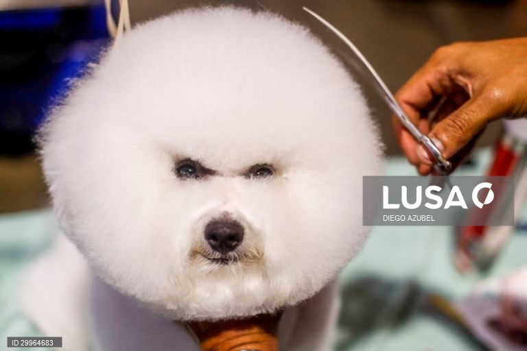 Exposição Canina Internacional da Tailândia em Banguecoque